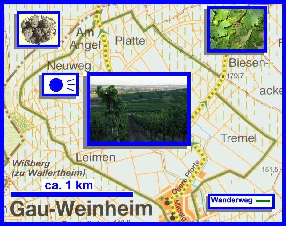 Rad und Wanderweg Gau-Weinheim